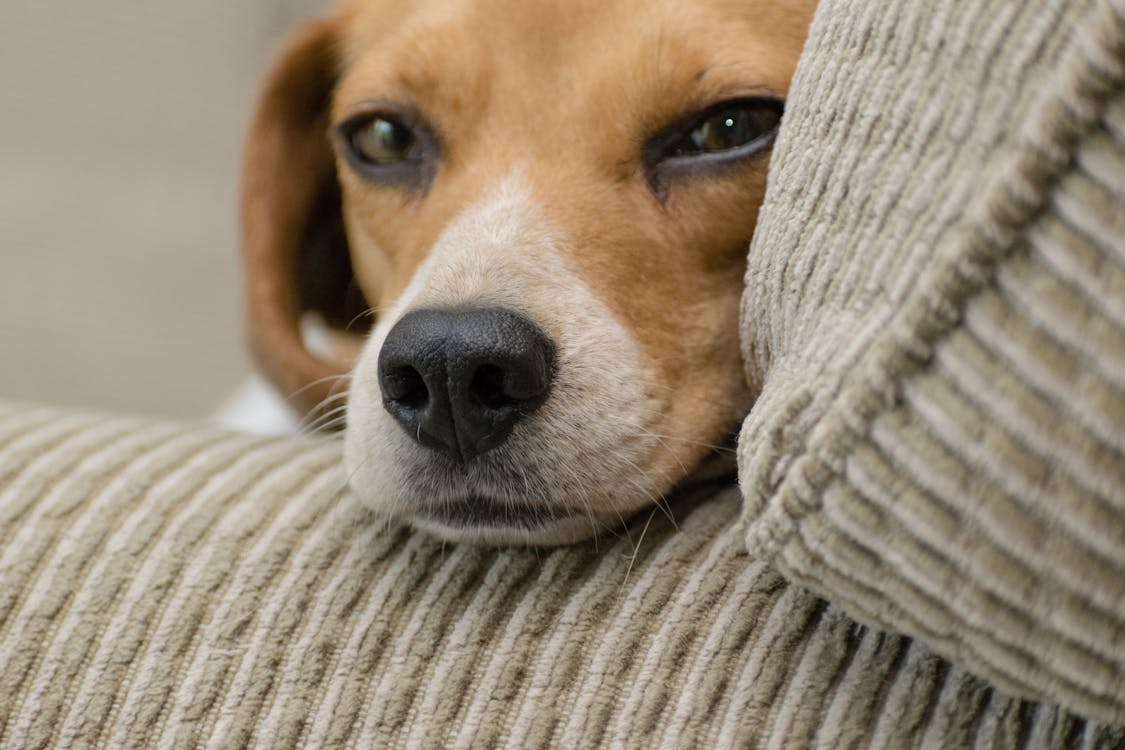 Dog on a couch